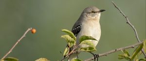 Preview wallpaper mockingbird, bird, wildlife, branch, leaves, blur