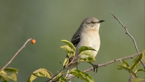 Preview wallpaper mockingbird, bird, wildlife, branch, leaves, blur