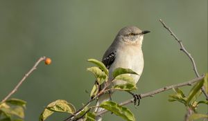 Preview wallpaper mockingbird, bird, wildlife, branch, leaves, blur