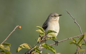Preview wallpaper mockingbird, bird, wildlife, branch, leaves, blur