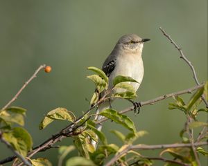 Preview wallpaper mockingbird, bird, wildlife, branch, leaves, blur