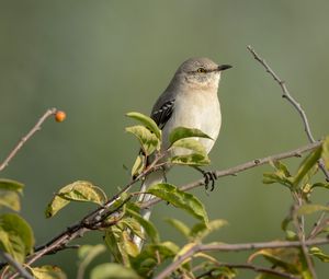 Preview wallpaper mockingbird, bird, wildlife, branch, leaves, blur