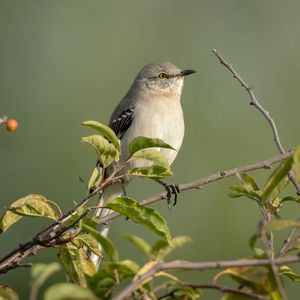 Preview wallpaper mockingbird, bird, wildlife, branch, leaves, blur