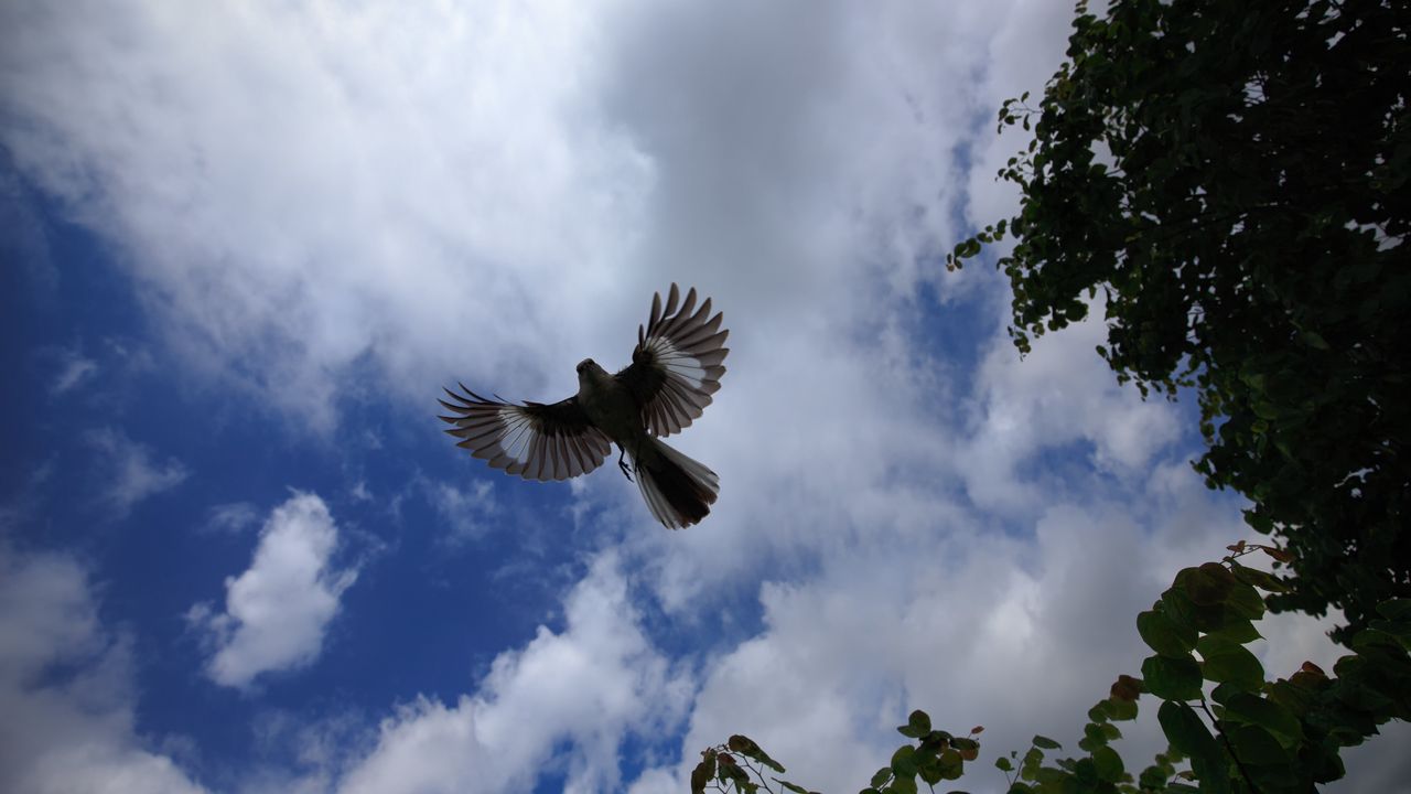 Wallpaper mockingbird, bird, wings, flight, sky