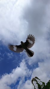 Preview wallpaper mockingbird, bird, wings, flight, sky