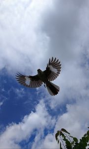 Preview wallpaper mockingbird, bird, wings, flight, sky