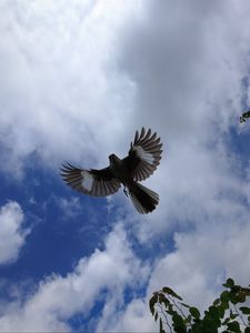 Preview wallpaper mockingbird, bird, wings, flight, sky