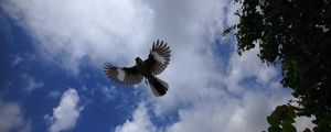 Preview wallpaper mockingbird, bird, wings, flight, sky