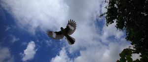 Preview wallpaper mockingbird, bird, wings, flight, sky