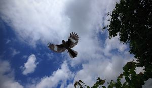 Preview wallpaper mockingbird, bird, wings, flight, sky