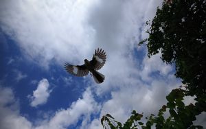 Preview wallpaper mockingbird, bird, wings, flight, sky