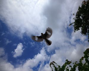 Preview wallpaper mockingbird, bird, wings, flight, sky