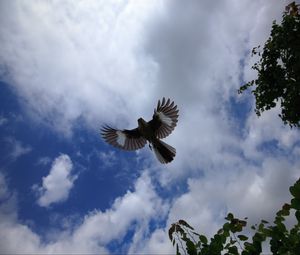 Preview wallpaper mockingbird, bird, wings, flight, sky