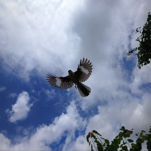 Preview wallpaper mockingbird, bird, wings, flight, sky