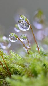 Preview wallpaper moisture, drops, moss, macro