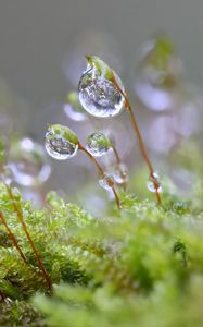 Preview wallpaper moisture, drops, moss, macro