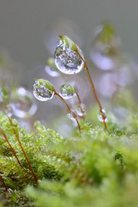 Preview wallpaper moisture, drops, moss, macro