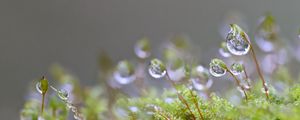 Preview wallpaper moisture, drops, moss, macro