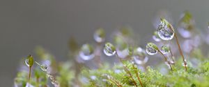 Preview wallpaper moisture, drops, moss, macro