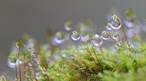 Preview wallpaper moisture, drops, moss, macro