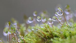 Preview wallpaper moisture, drops, moss, macro