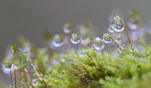 Preview wallpaper moisture, drops, moss, macro