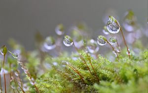 Preview wallpaper moisture, drops, moss, macro