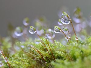 Preview wallpaper moisture, drops, moss, macro