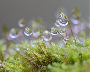 Preview wallpaper moisture, drops, moss, macro