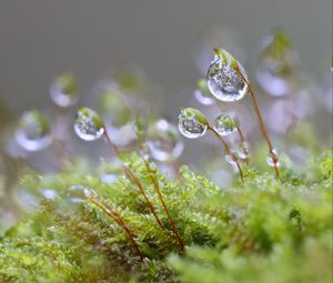 Preview wallpaper moisture, drops, moss, macro