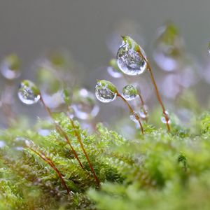 Preview wallpaper moisture, drops, moss, macro