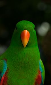 Preview wallpaper moluccan eclectus, parrot, beak, bird, green