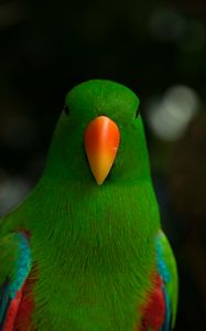 Preview wallpaper moluccan eclectus, parrot, beak, bird, green