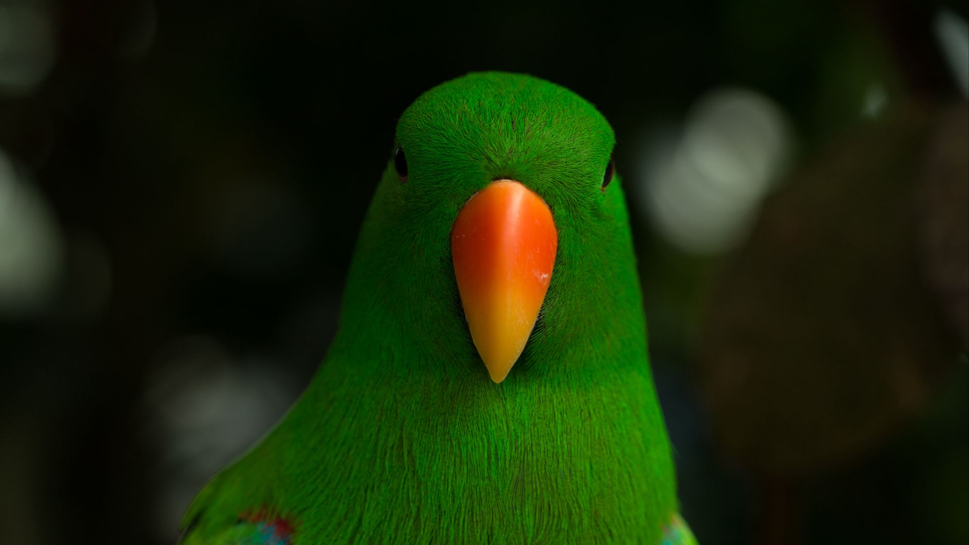 Download wallpaper 1920x1080 moluccan eclectus, parrot, beak, bird