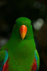 Preview wallpaper moluccan eclectus, parrot, beak, bird, green