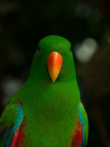 Preview wallpaper moluccan eclectus, parrot, beak, bird, green