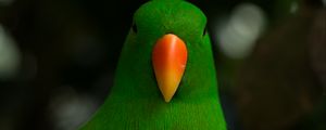 Preview wallpaper moluccan eclectus, parrot, beak, bird, green