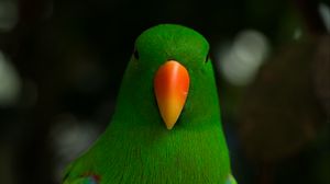 Preview wallpaper moluccan eclectus, parrot, beak, bird, green