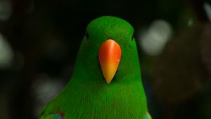 Preview wallpaper moluccan eclectus, parrot, beak, bird, green