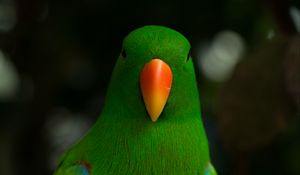 Preview wallpaper moluccan eclectus, parrot, beak, bird, green