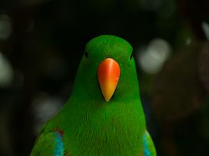 Preview wallpaper moluccan eclectus, parrot, beak, bird, green