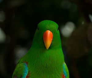 Preview wallpaper moluccan eclectus, parrot, beak, bird, green