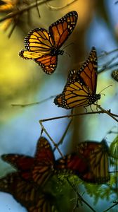 Preview wallpaper monarch butterflies, butterflies, branches, macro