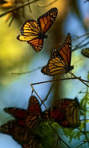 Preview wallpaper monarch butterflies, butterflies, branches, macro