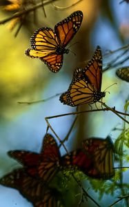 Preview wallpaper monarch butterflies, butterflies, branches, macro