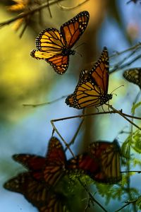 Preview wallpaper monarch butterflies, butterflies, branches, macro