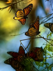 Preview wallpaper monarch butterflies, butterflies, branches, macro