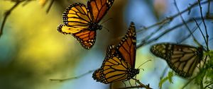 Preview wallpaper monarch butterflies, butterflies, branches, macro