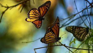 Preview wallpaper monarch butterflies, butterflies, branches, macro