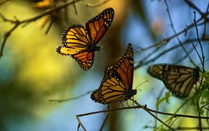 Preview wallpaper monarch butterflies, butterflies, branches, macro